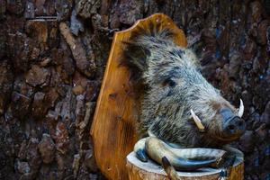 Wide lens shot of stuffed boar s head mounted on the wall in old castle photo