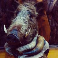 Wide lens shot of stuffed boar s head mounted on the wall in old castle photo