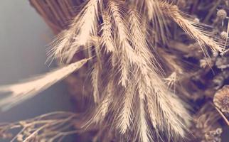 Dry grass on grey background,top view. Autumn arrangement of dried ears photo