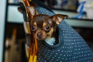 Little lovely dog in the dark blue bag of traveller photo