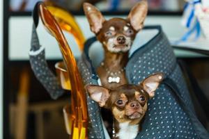 Two chihuahua puppies sitting in pocket of hipster canvas backpack with funny faces and looking different ways. Dogs travel. Comfortable relax. Pets on vacation. Animals family lying together at home photo