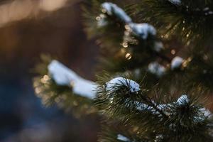 snow spruce and sun rays photo