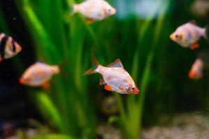 Goldfish in freshwater aquarium with green beautiful planted tropical photo