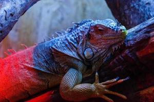 Closeup of a green iguana iguana iguana with its mouth photo