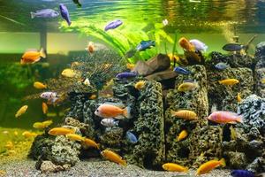 Aquarium colourfull fishes in dark deep blue water photo