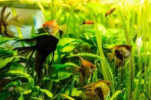 Aquarium fish. Aquarium fish will delight you with its unforgettable beauty of the underwater world. photo