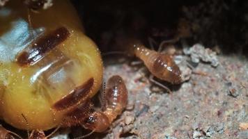 Macro shot. Queen of termites and termites working in a nest made of soil. small animal world concept photo