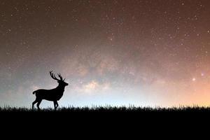 Deer in the meadow and milky way in beautiful nature photo