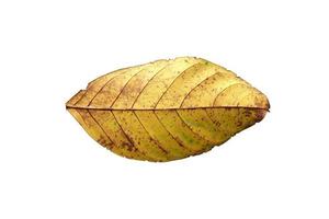 leaf sumer isolated on white background with clipping path photo