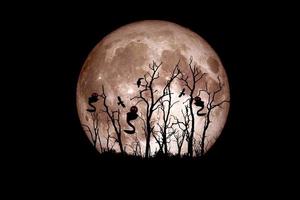 Halloween festival idea. Ghost of a dead tree with the moon in the background. photo