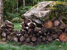 paisaje con troncos de madera cortados para chimenea apilados en el bosque foto