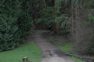 Wooden bench along footpath in forest photo