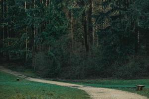Wooden bench along footpath in forest photo