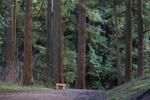 Wooden bench along footpath in forest photo