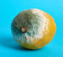 ripe yellow lemon with mold on a blue background photo