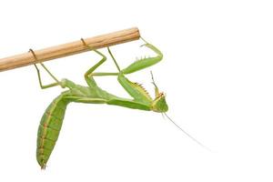 mantis joven verde sentado en un palo de madera, insecto aislado sobre fondo blanco foto