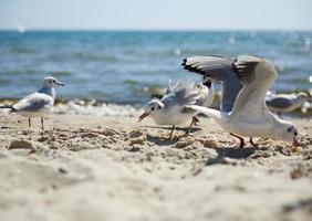 seagulls on the sandy shore of the Black Sea on a summer day photo