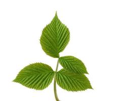 raspberry branch with green leaves isolated on white background photo