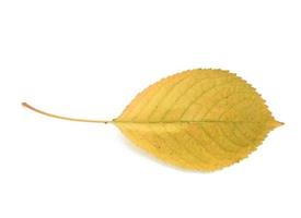 yellow cherry leaf on a white background photo