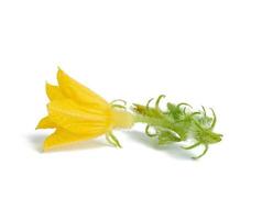 yellow cucumber flower isolated on white background photo