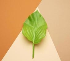 green leaf on an orange-green background, top view photo