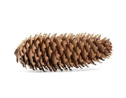 dry blue spruce cone isolated on white background photo