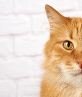 retrato de un gato rojo adulto, emoción triste, fondo blanco foto