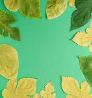 yellow and green leaves of mulberry on a green background photo