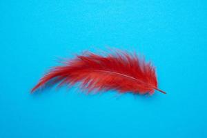 red feather on a light blue background photo