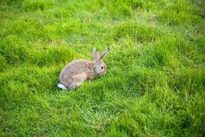 un conejo come hierba en el jardín foto