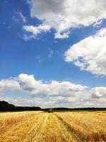 A modern combine working on a wheat field, harvesting, on agricultural land. Storks go and collect wheat scattered in the fields. photo