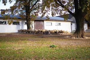 A flock of sheep in a green meadow stands near its herd. photo