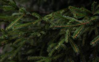 fondo de las ramas del árbol de navidad. copie el espacio para una inscripción. foto