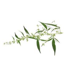 cannabis branch with green leaves and seeds isolated on belrm background photo