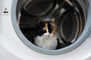 Kitty cat in the washing machine. photo