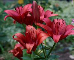 blooming red lilies with green stems and leaves in the garden photo