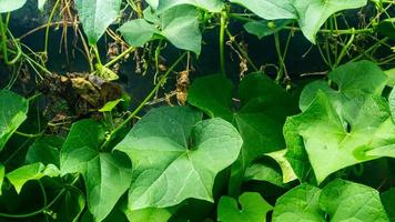 beautiful and stunning green leaves as background photo