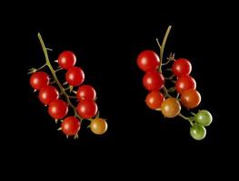 rama con tomate de cereza maduro rojo sobre fondo negro, cosecha de otoño foto