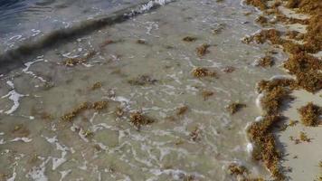 Agua de playa muy asquerosa con alga roja sargazo caribe mexico. video