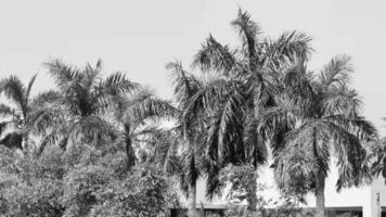 tropische Palmen mit bewölktem Himmel Playa del Carmen Mexiko.