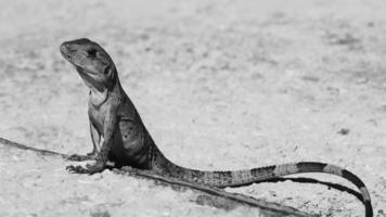 Caribbean green lizard on the ground Playa del Carmen Mexico. video