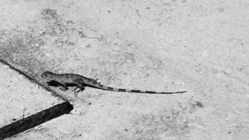 lagarto verde caribeño en el suelo playa del carmen méxico. video