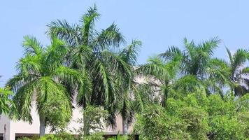 tropische palmbomen met bewolkte hemel playa del carmen mexico. video