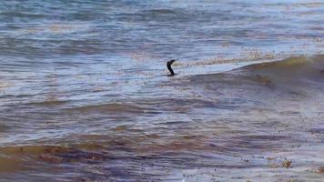 mycket äcklig strand vatten med röd tång sargazo karibiska Mexiko. video