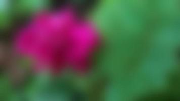 defocused beautiful red roses with green leaves photo