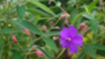 beautiful purple Pleroma urvilleana flowers as a background photo