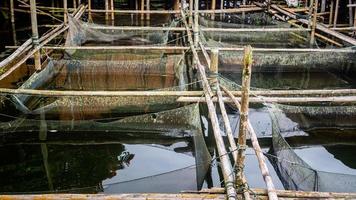 piscifactoría tradicional en el lago tondano hecha de bambú foto