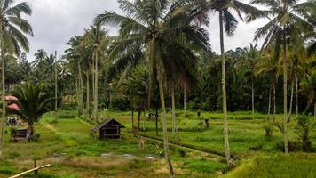 a small hut in the middle of a paddy field photo