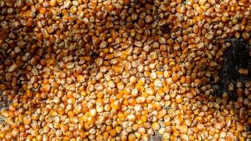 heap of corn kernels as background photo