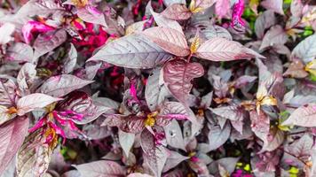 beautiful and stunning red leaves as background photo